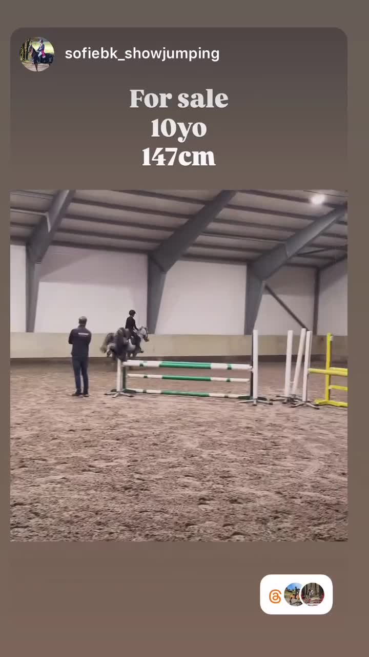 Hoppning hästar till salu: Flott sprangponni med stor kapasitet selges! - Video 1