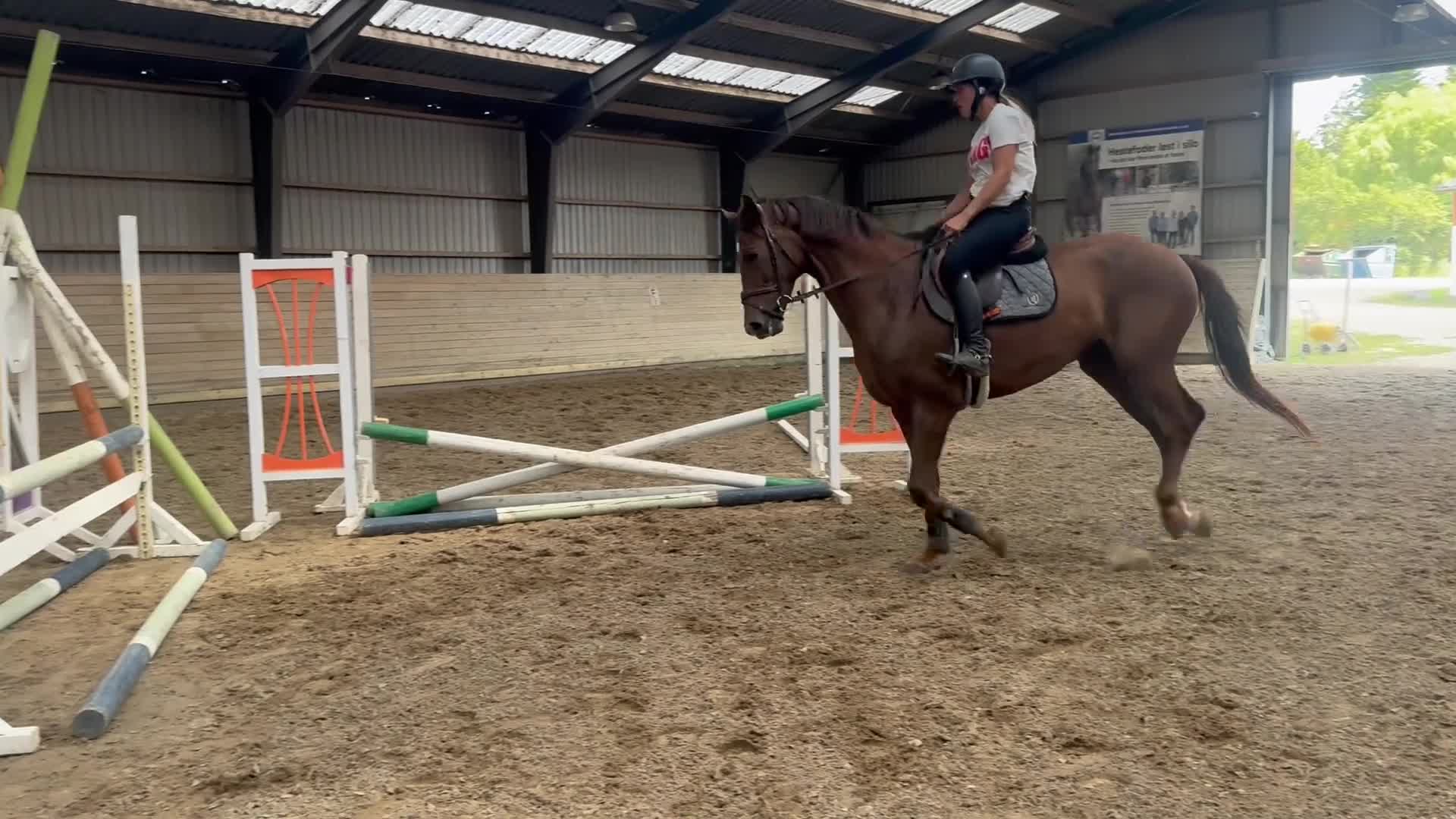 Allround hästar till salu: Miss Money penny! Looking for your new best friend - Video 2