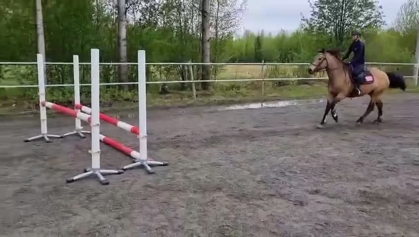 Dressyr hästar till salu: söt D-Ponny  i Bureå - Video 3