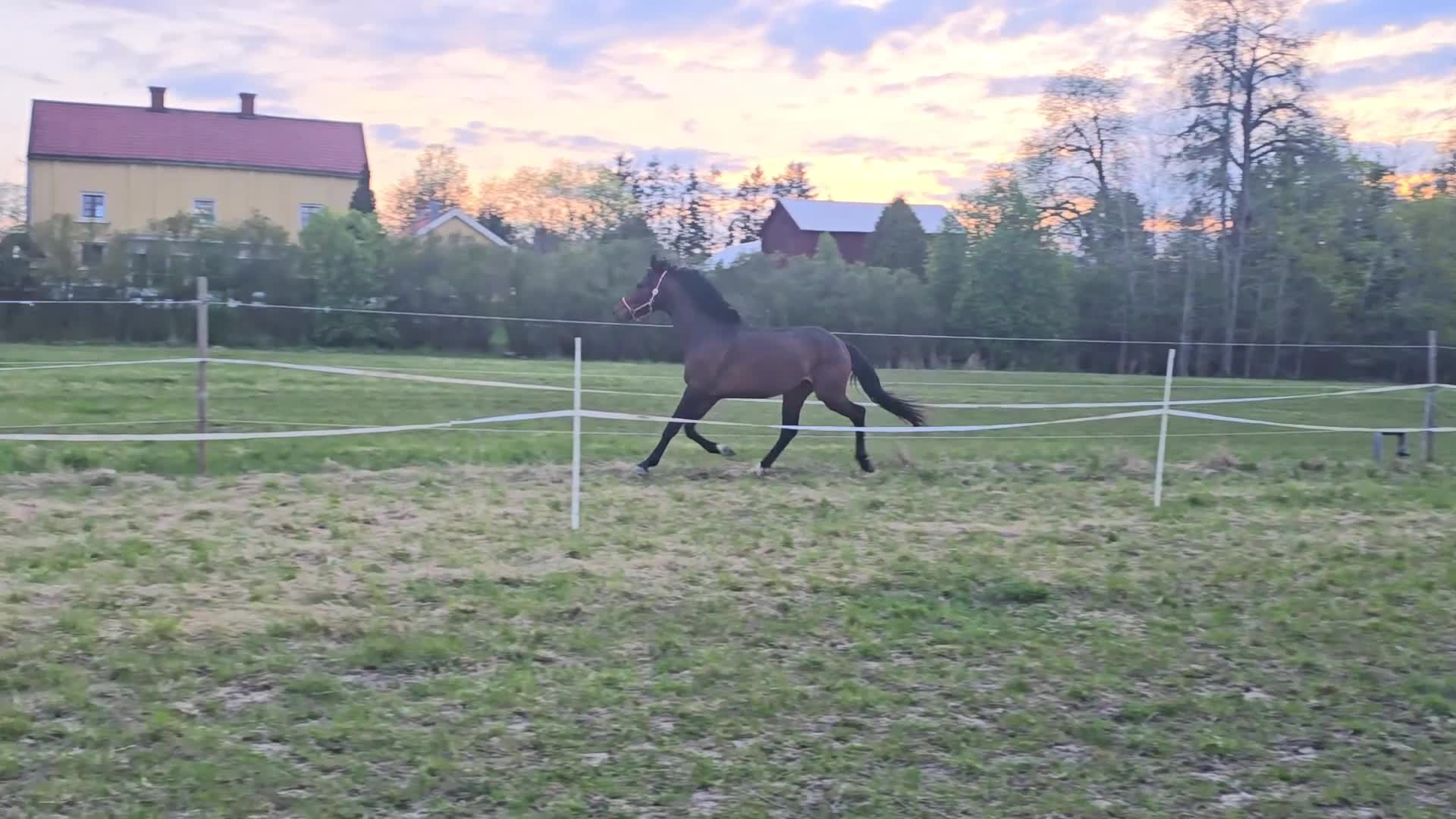 Dressyr hästar till salu: Vackert STO f -23 - Video 2