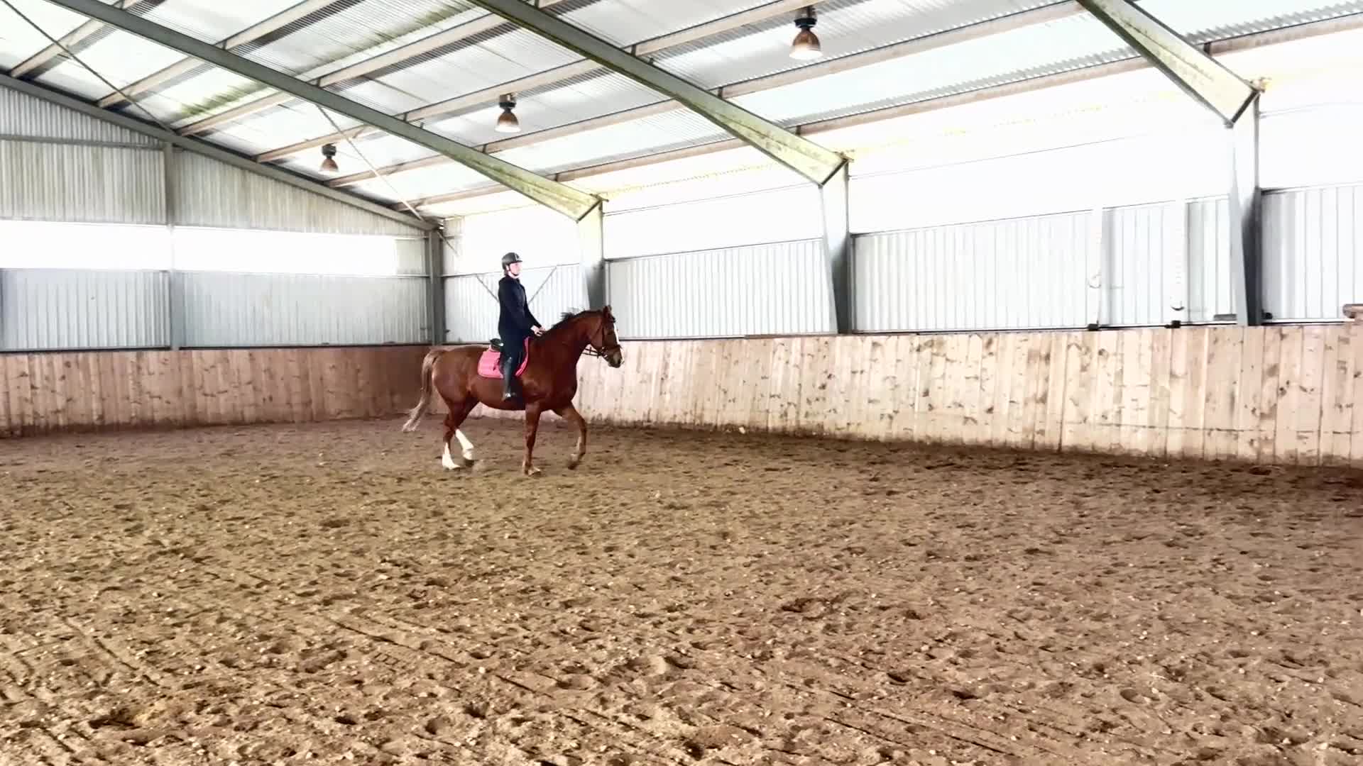 Allround hästar till salu: Fint sto söker nytt hem - Video 1