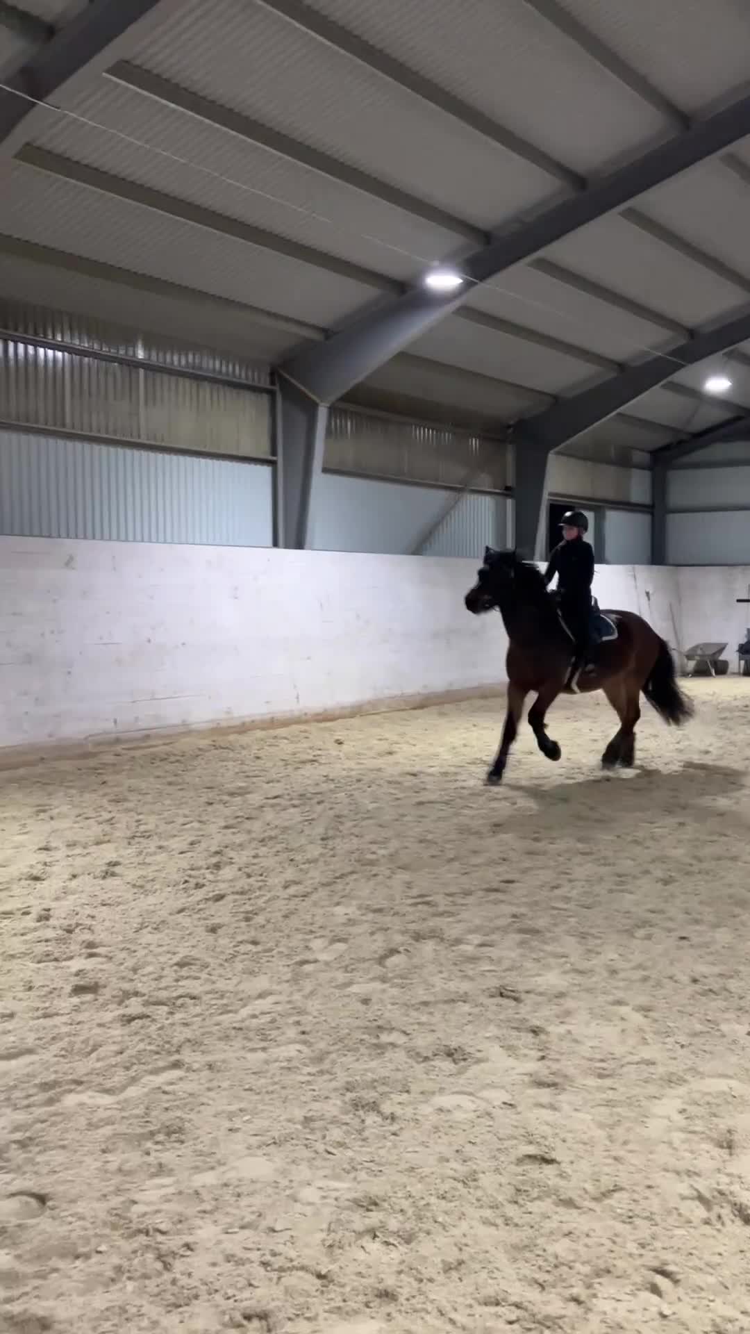 Allround hästar till salu: Trygg familjeponny! i Uddevalla - Video 3