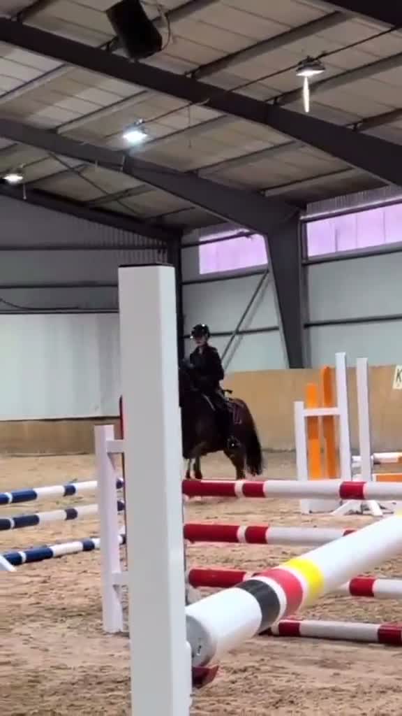 Allround hästar till salu: Supertalang för de högsta klasserna  - Video 2