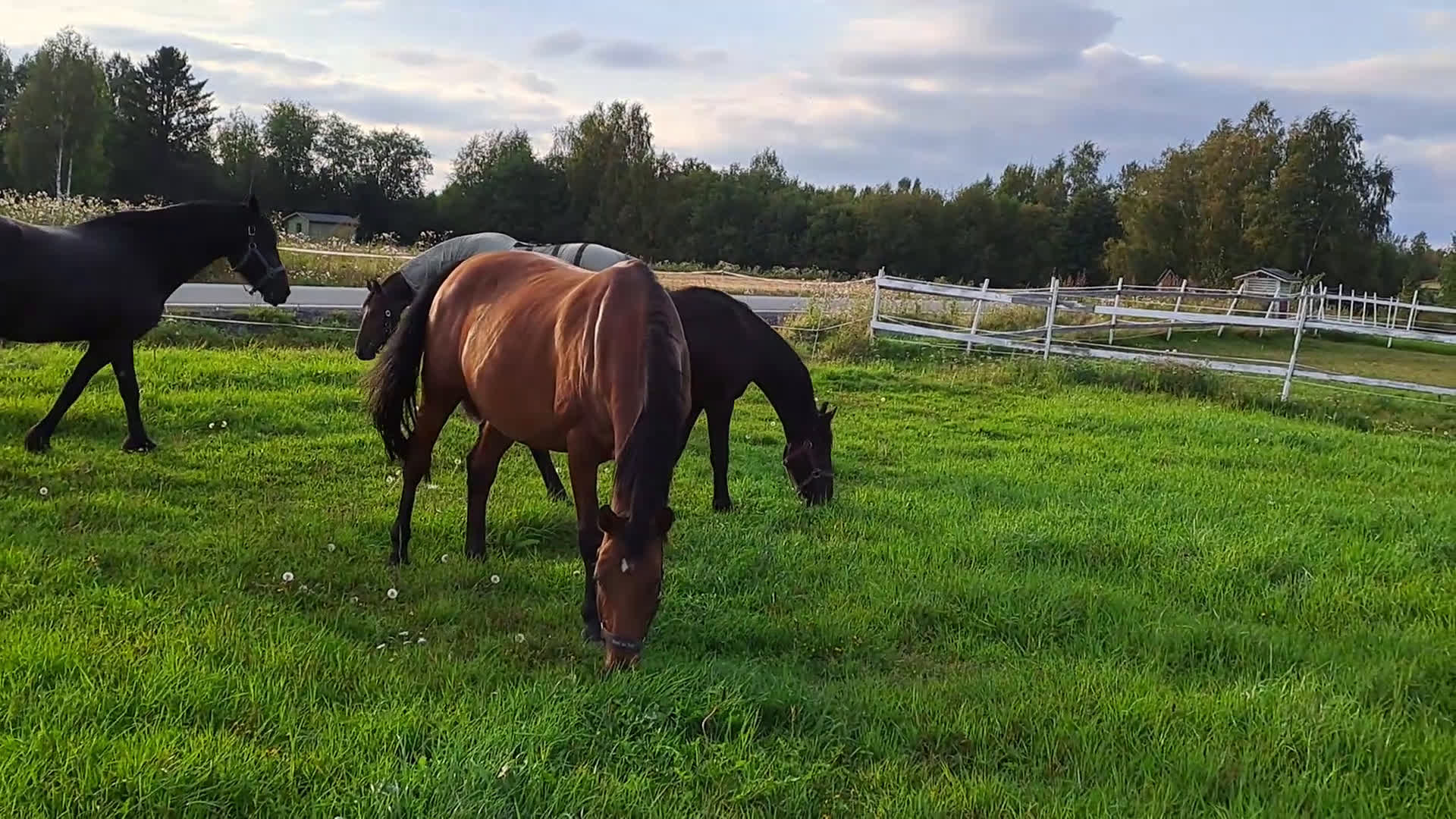Dressyr hästar till salu: Friesisk häst till salu, snart 2 år - Video 1