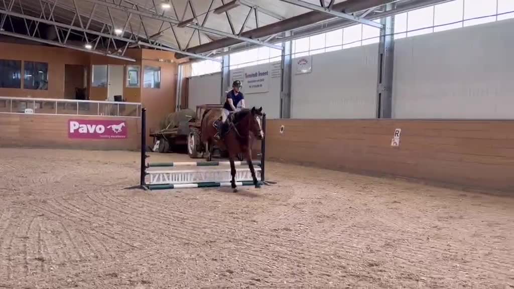 Hoppning hästar till salu: Trevligt sto - Video 1