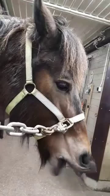 Allround hästar till salu: Super rolig snygg kallblodstravare    - Video 1