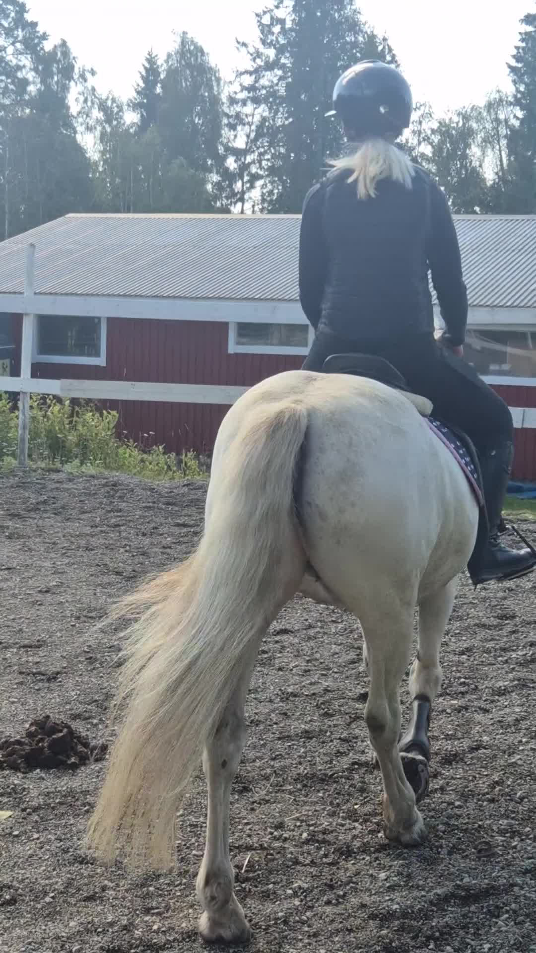 Allround hästar till salu: Maxad B-ponny i Jättendal - Video 3