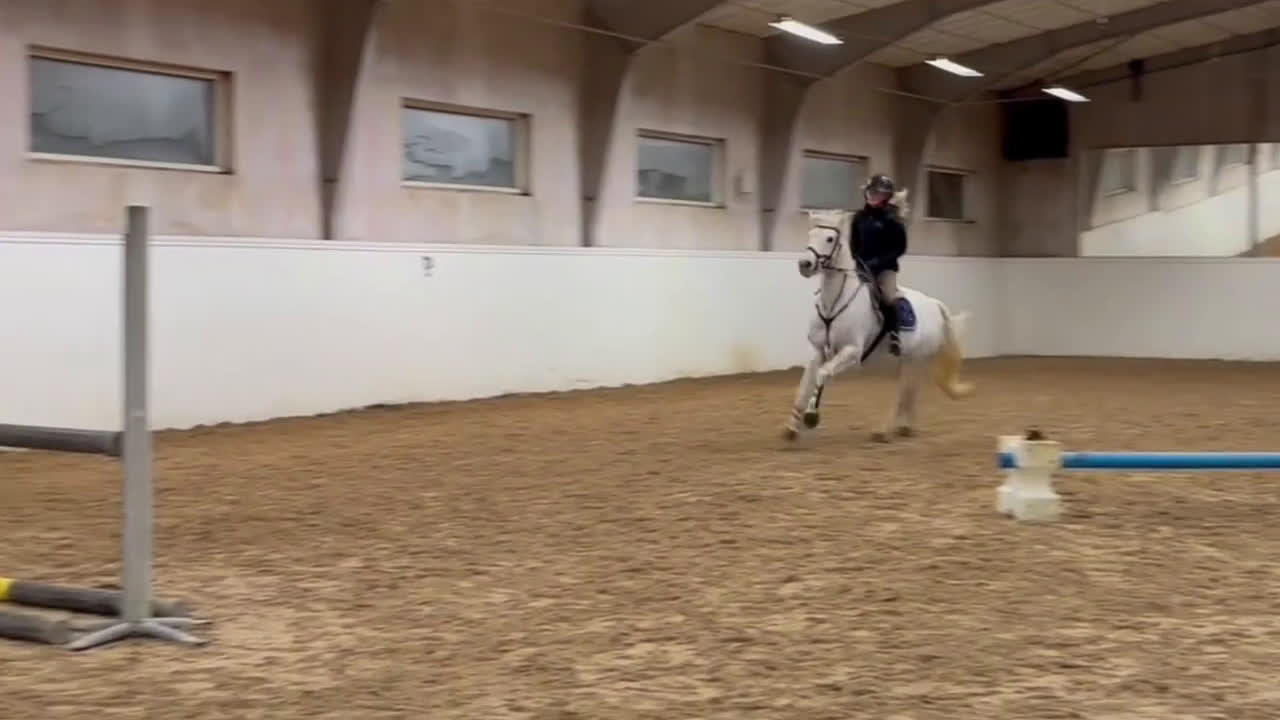Hoppning hästar till salu: Snäll maxad D-ponny med kapacitet 🦄 - Video 1