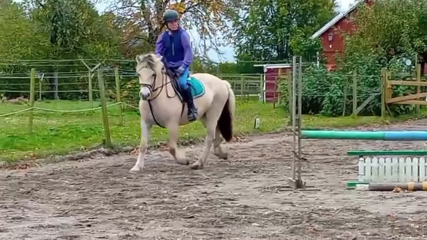 Allround hästar till salu: Trevligt 4 års sto - Video 1