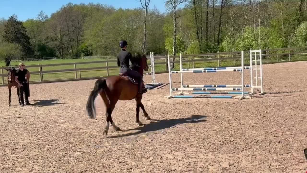 Hoppning hästar till salu: Super fint sto  - Video 1