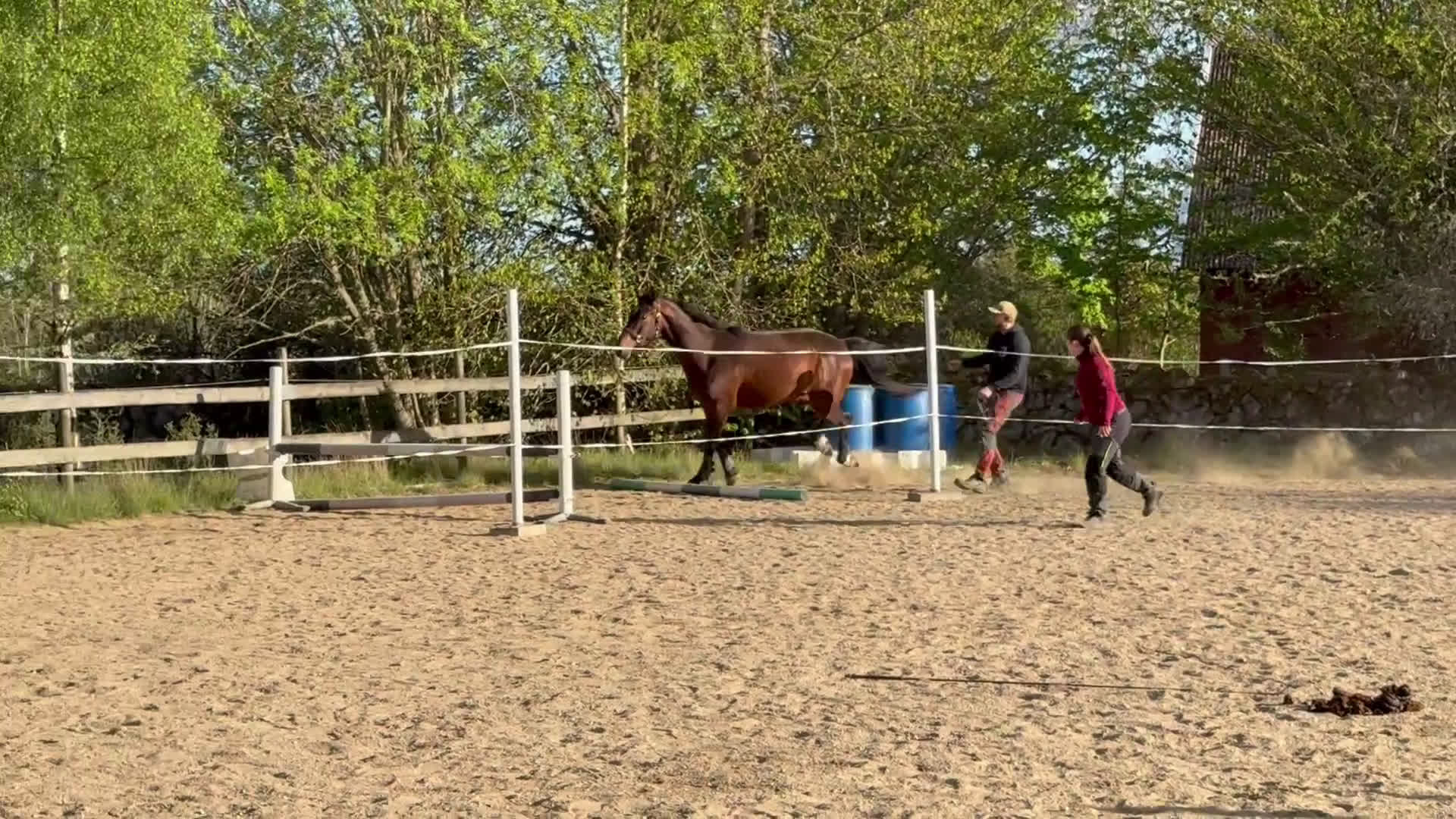 Allround hästar till salu: Trevlig 3-åring i Vissefjärda - Video 2