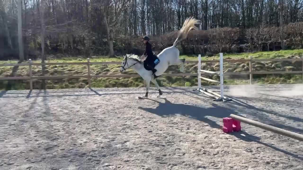  foderhäst finnes: Fint litet sto - Video 2