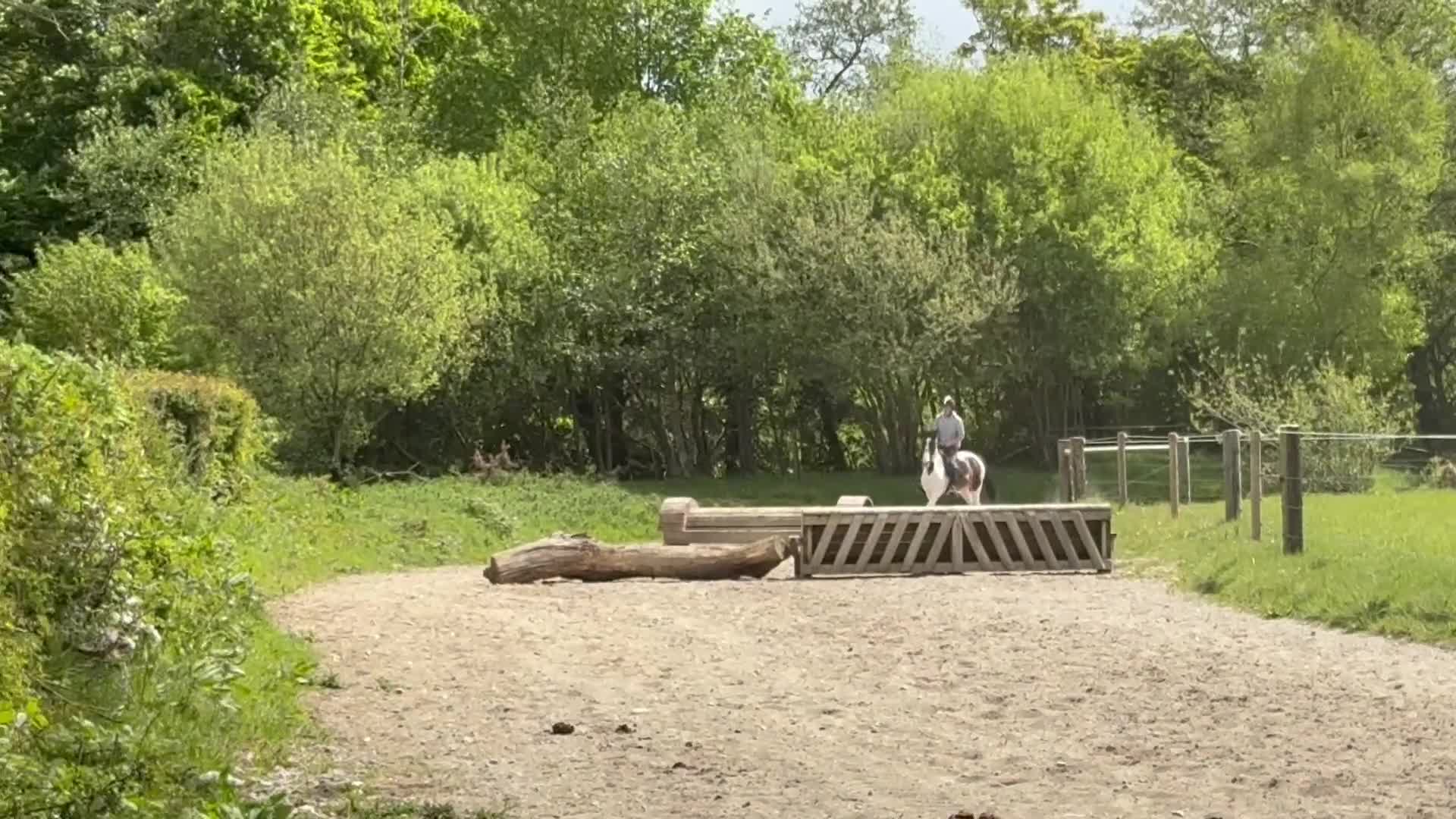 Hoppning hästar till salu: Attyrory Horses  - Video 1