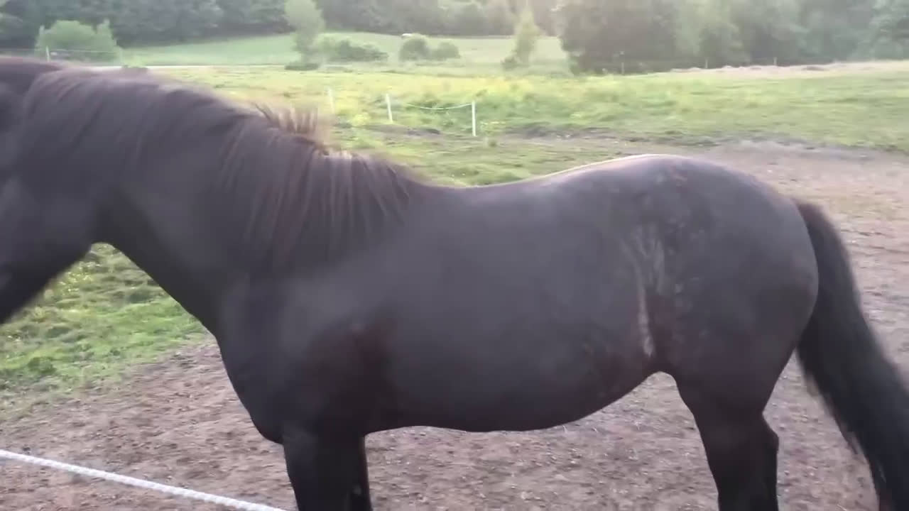 Sällskap hästar till salu: Två Solstrålar som sällskap/ ev hobbyridning i Laholm - Video 5