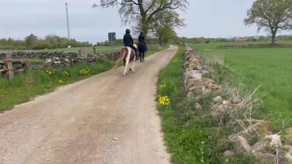 Island hästar till salu: Charmig 4-årig valack  - Video 3