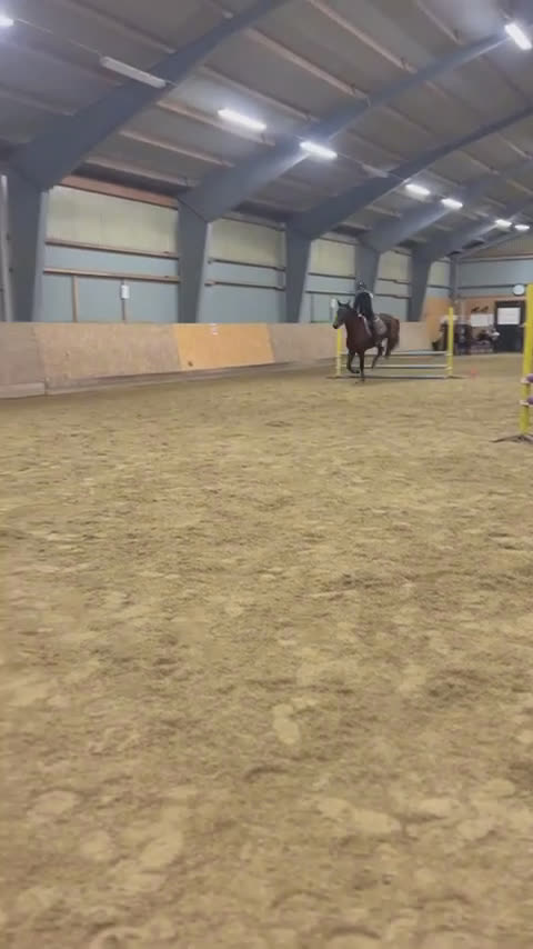 Allround hästar till salu: Framtida ridhäst med positiv inställning  i Fågelmara - Video 3