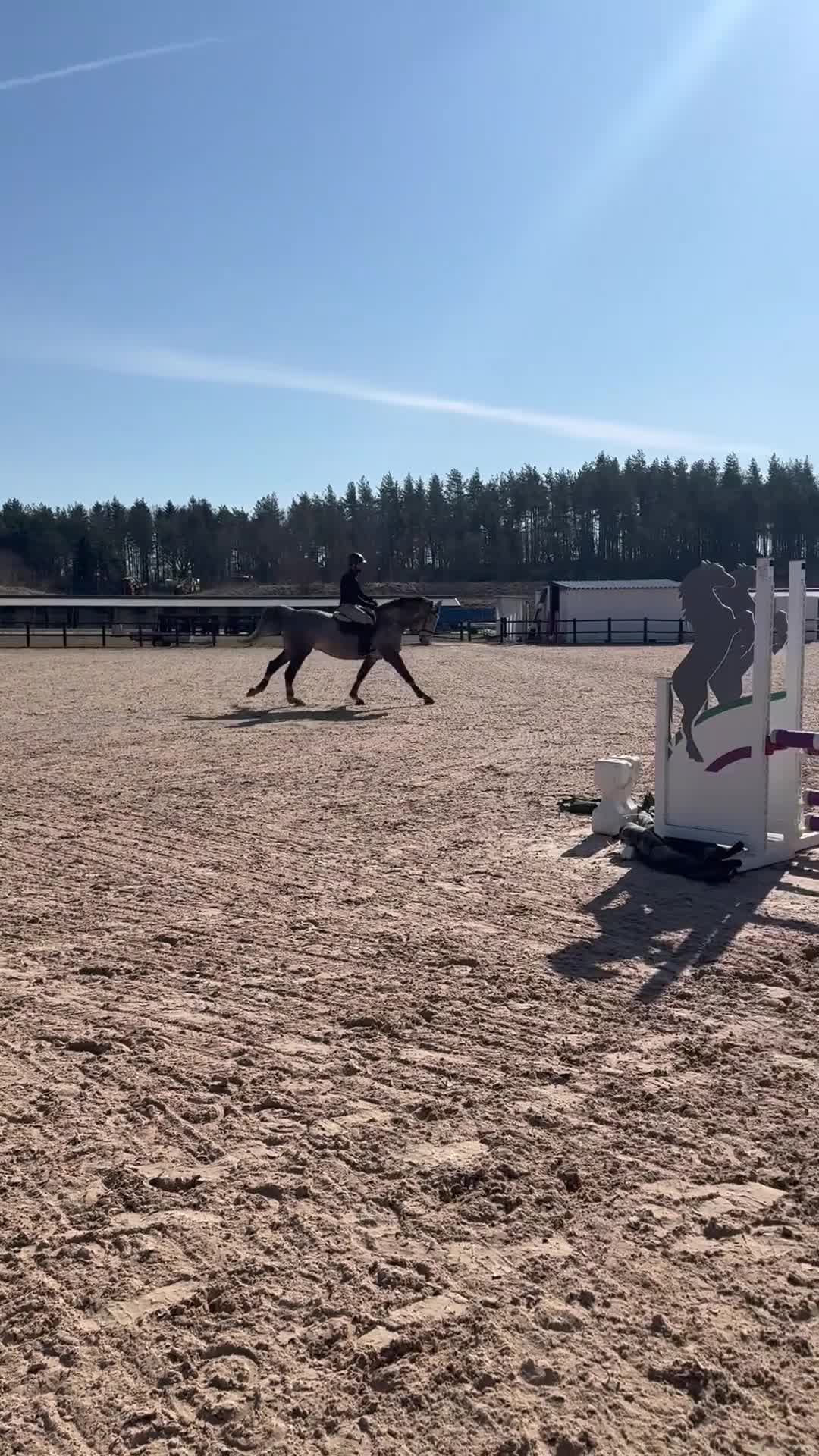 Allround hästar till salu: Häftig valack säljes 🌟  - Video 2