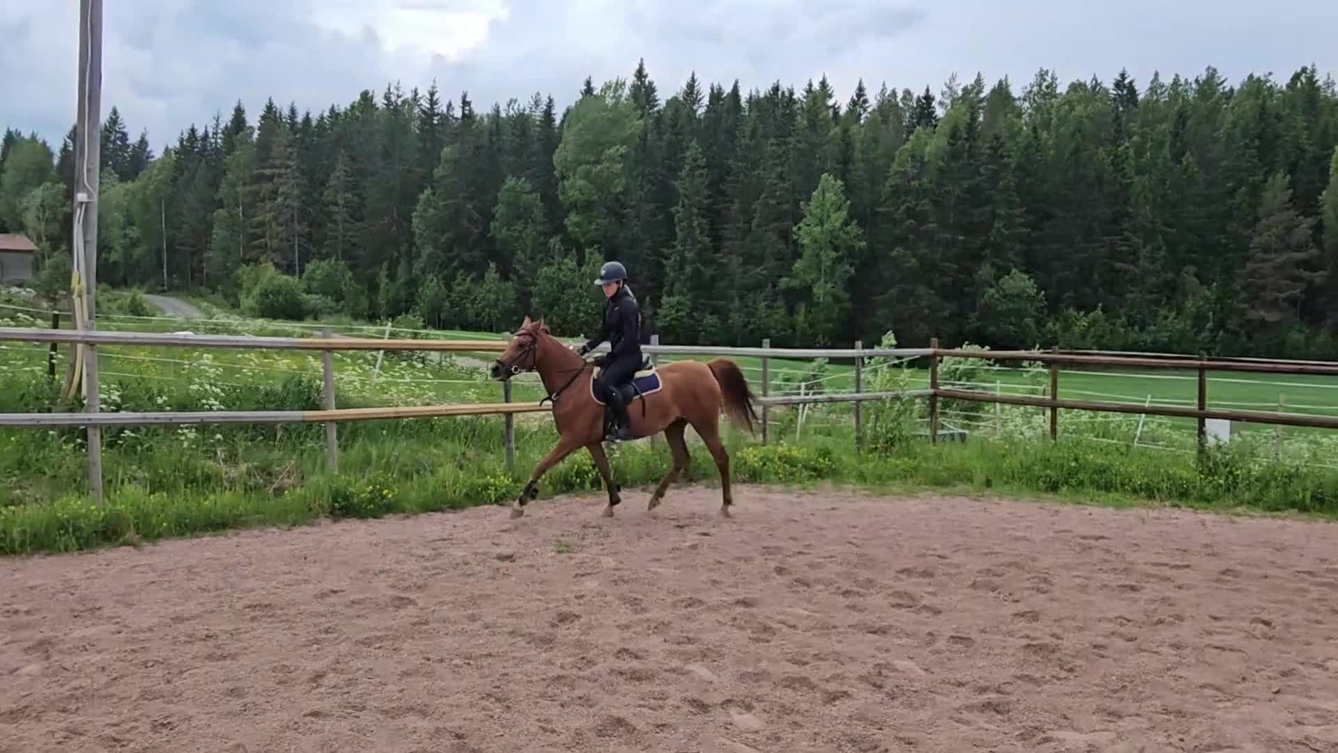 Allround hästar till salu: Kvicktänkt sto med egen motor och massor av charm. - Video 1
