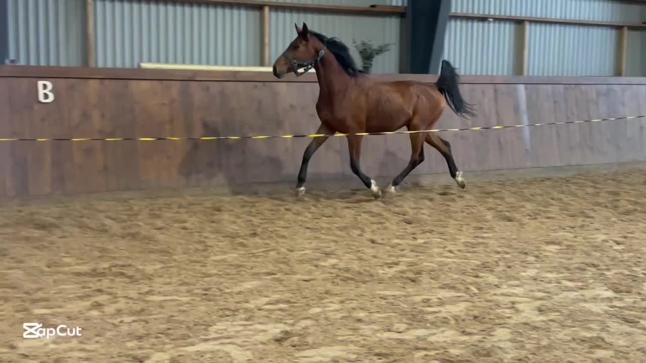 Allround hästar till salu: Trevlig valack född 23  i Laholm - Video 1
