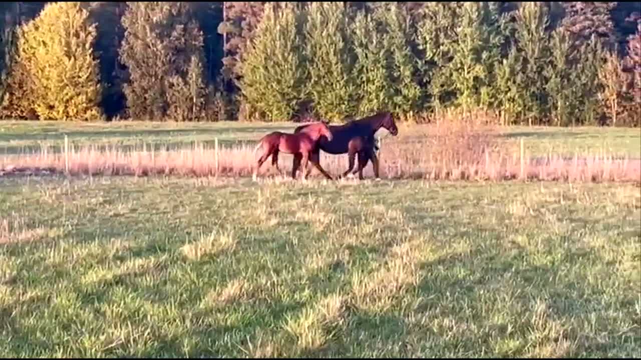 Hoppning hästar till salu: ✨️ Beauty’s Chac Berry ✨️ - Video 1