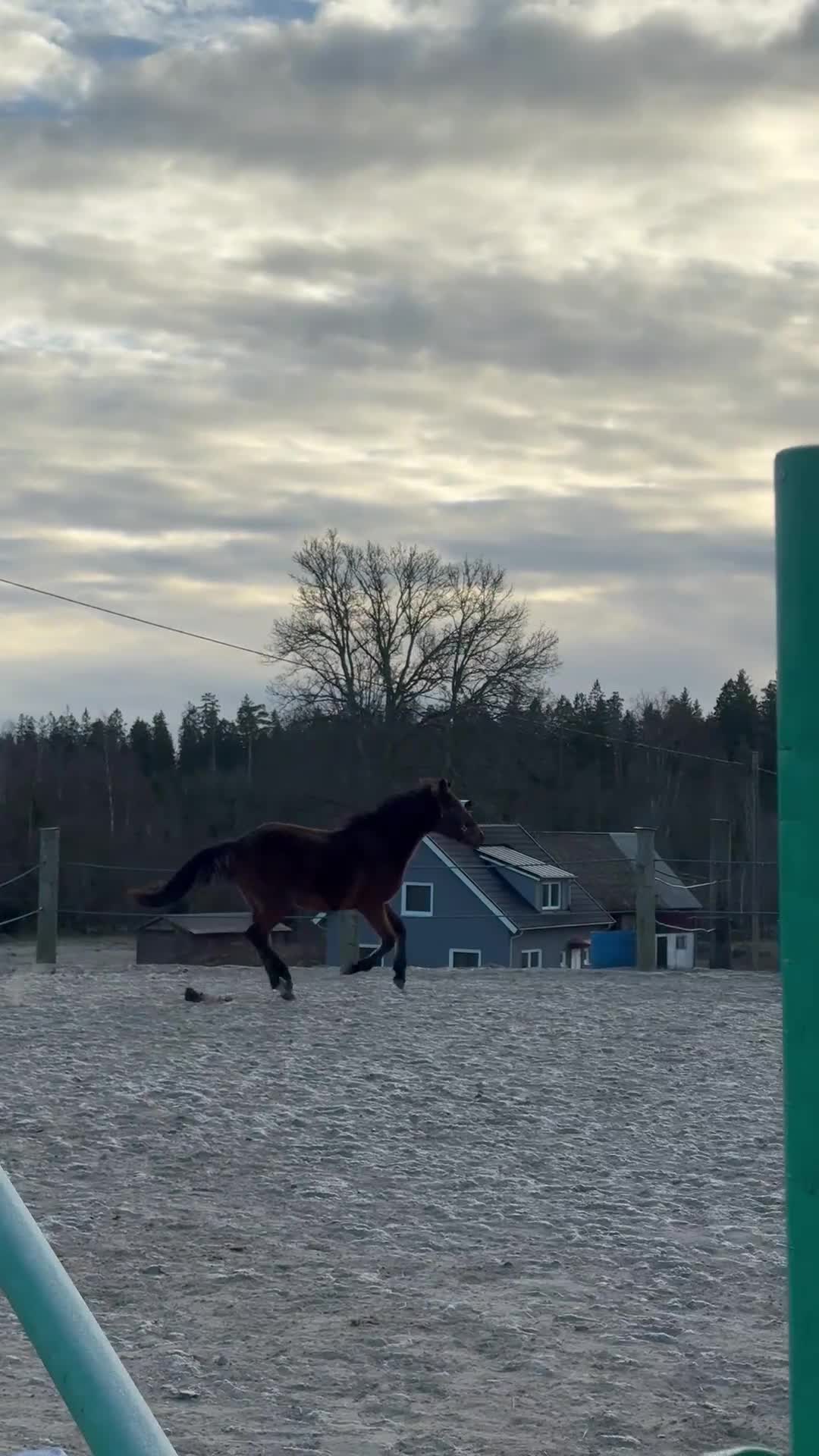 Allround hästar till salu: Framtida tävlingshäst med hoppstam! - Video 1