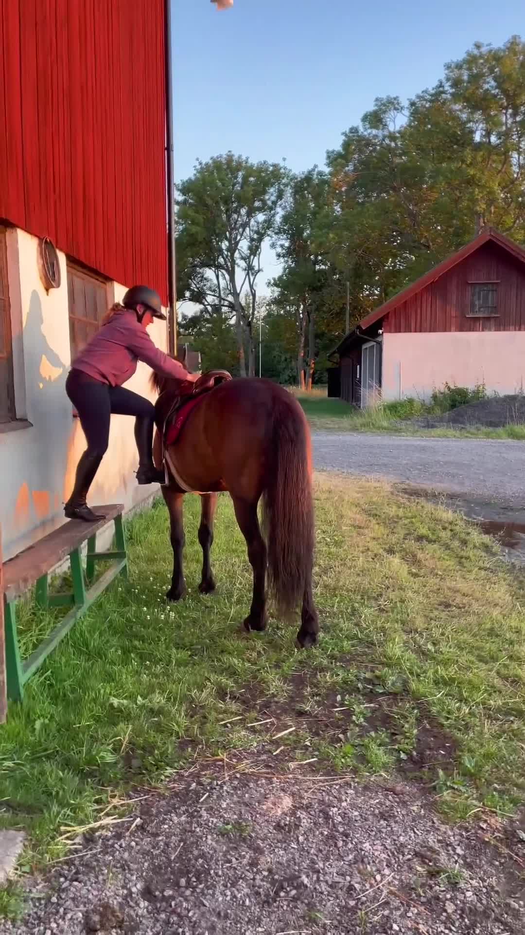 Allround hästar till salu: Världens bästa kompis  - Video 1