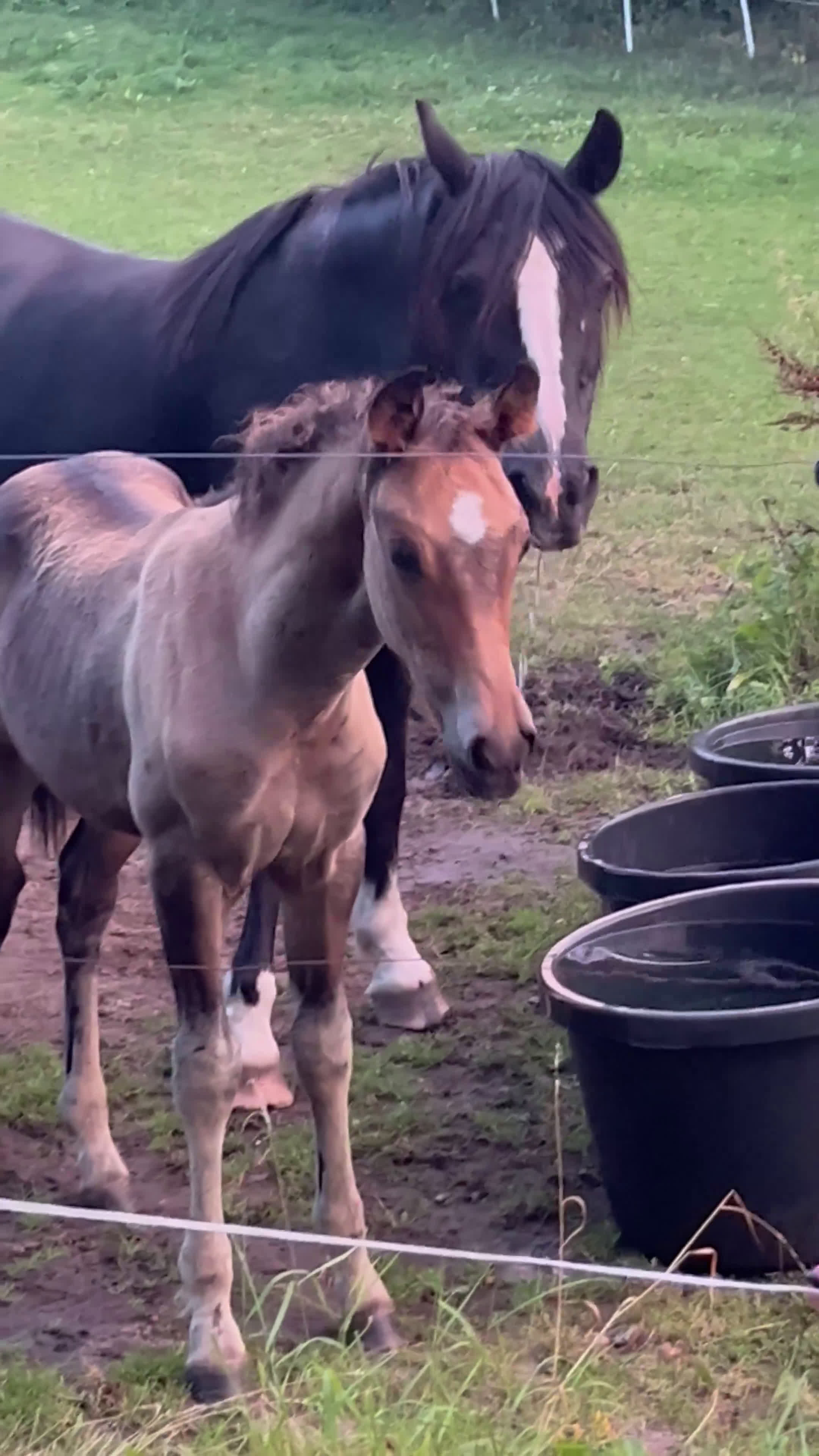 Allround hästar till salu: Fanzy i Simrishamn - Video 4