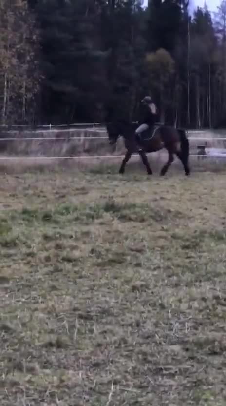 Allround hästar till salu: Balder söker nytt hem  - Video 2