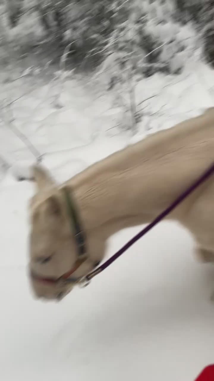 Western hästar till salu: Intressekoll - Video 2