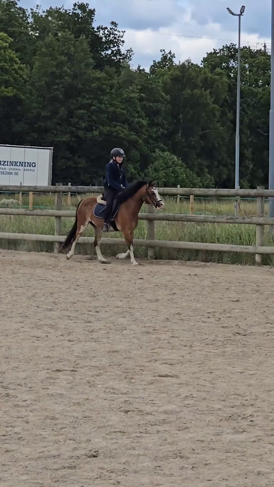 Allround hästar till salu: Welsh mountain, sportponny, barnponny, körponny! i Uddevalla - Video 1