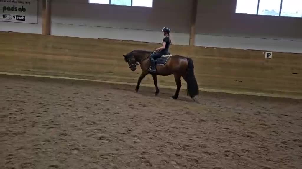 Dressyr hästar till salu: 🌟 D-ponny säljes – snäll och mysig och lugn 🌟 - Video 3