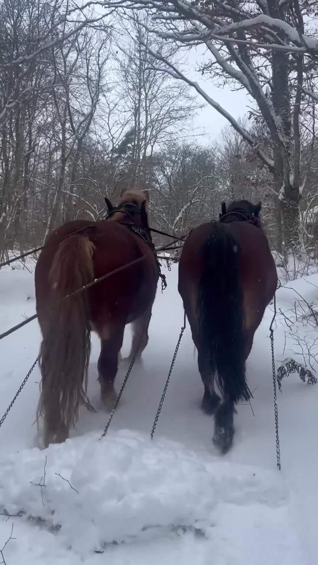 Utställning hästar till salu: Ardenner hingst projekt häst  i Sjuntorp - Video 1