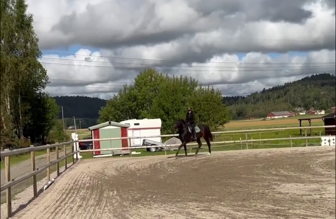 Dressyr hästar till salu: Välstammat och vackert sto under utbildning - Video 1