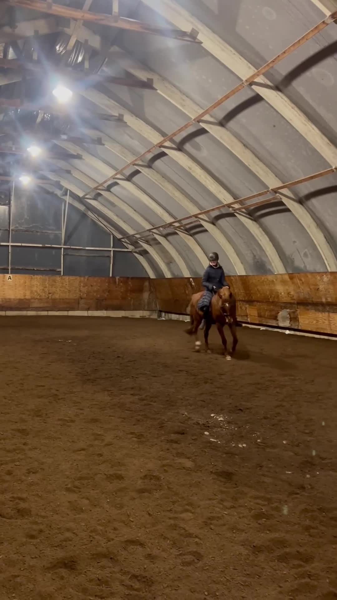 Allround hästar till salu: Ambitiös charmig swb fuxvalack - Video 3