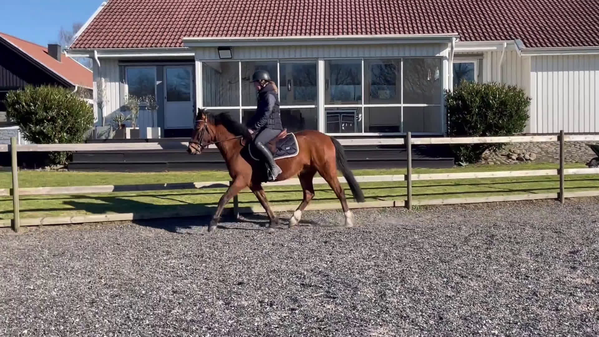 Allround hästar till salu: Lovande Framtidsponny  - Video 2