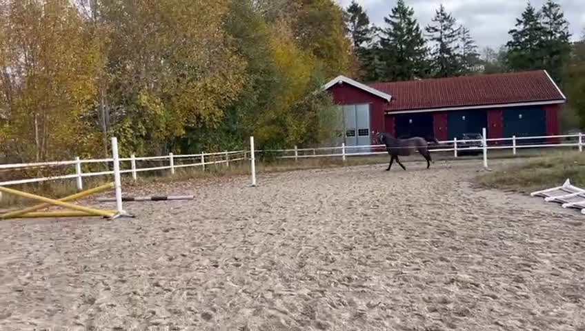 Hoppning hästar till salu: Cryst A llized Vanel  i Fjärås - Video 4