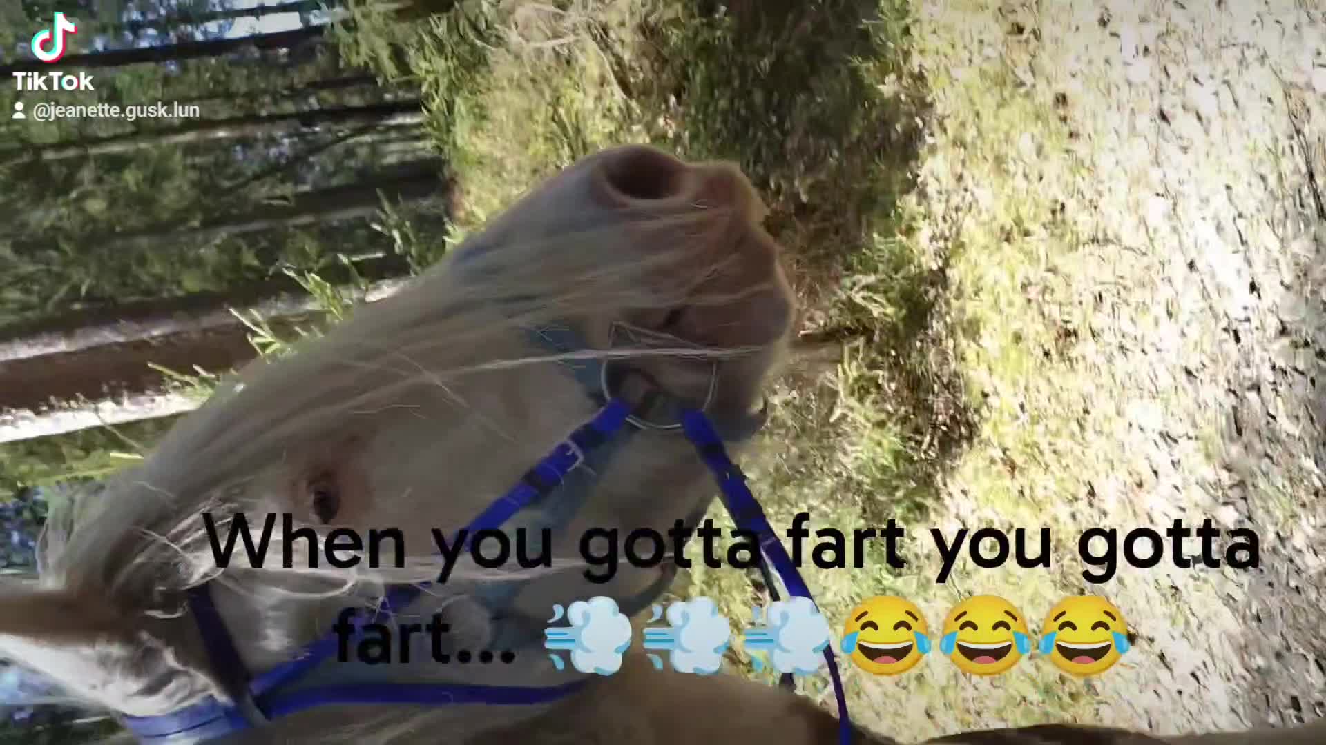 Övrigt hästar till salu: Valack med underbar personlighet  - Video 2