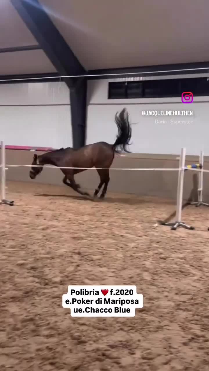 Hoppning hästar till salu: Sto med mycket kapacitet och bra avelsstam  - Video 1