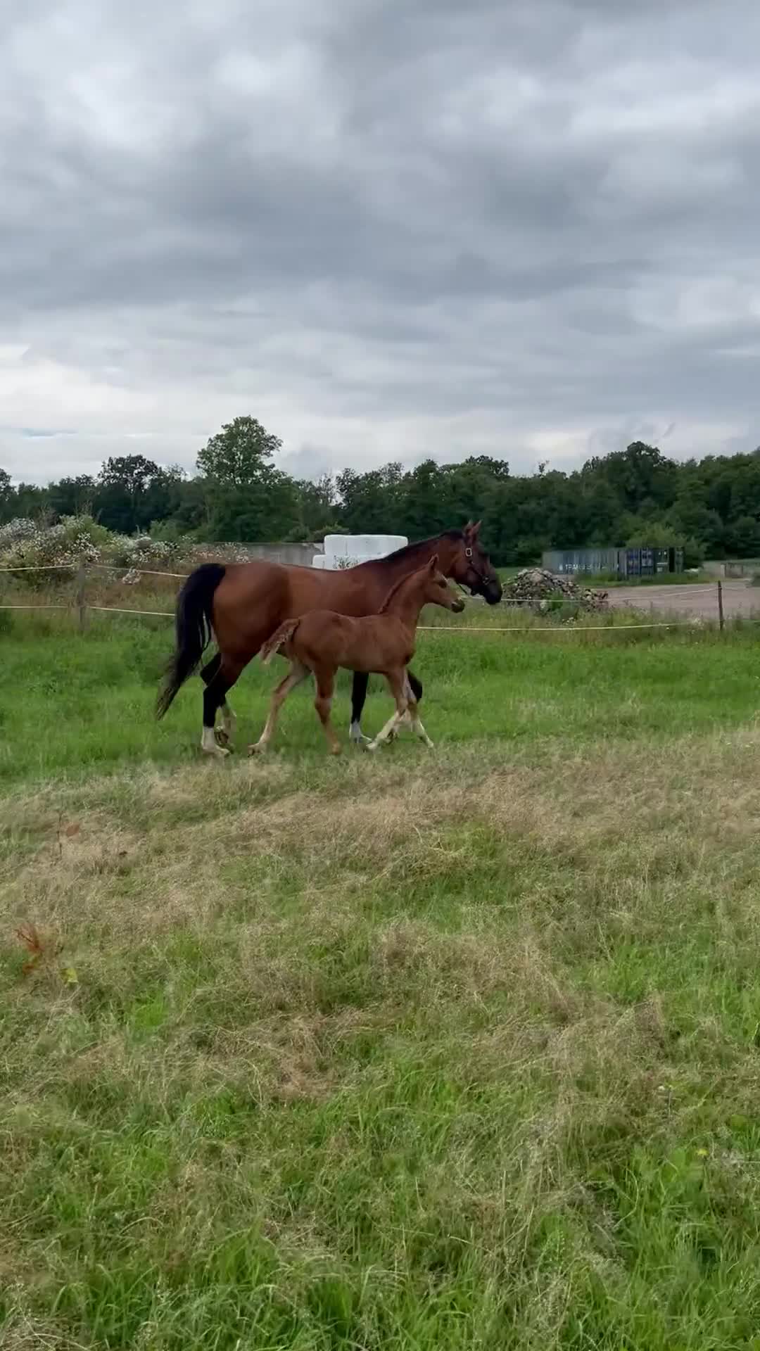 Avelshästar hästar till salu: SWB Avelssto - Video 2