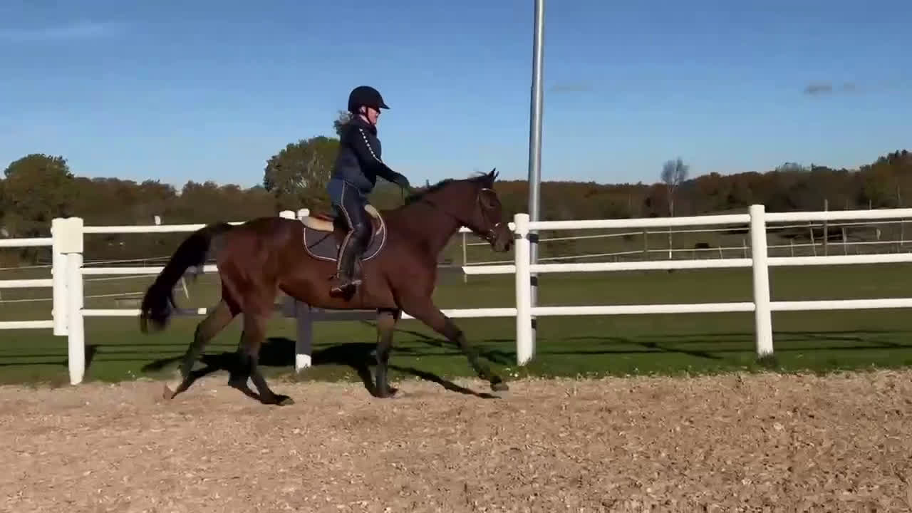 Hoppning hästar till salu: Diplomsto för toppsporten, besiktad+röntgad. i Tollarp - Video 4