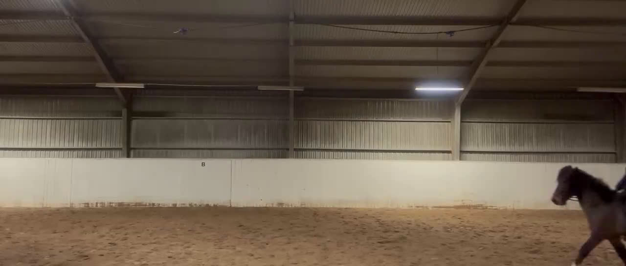 Island hästar till salu: Blivande stjärna! i Kalmar - Video 1