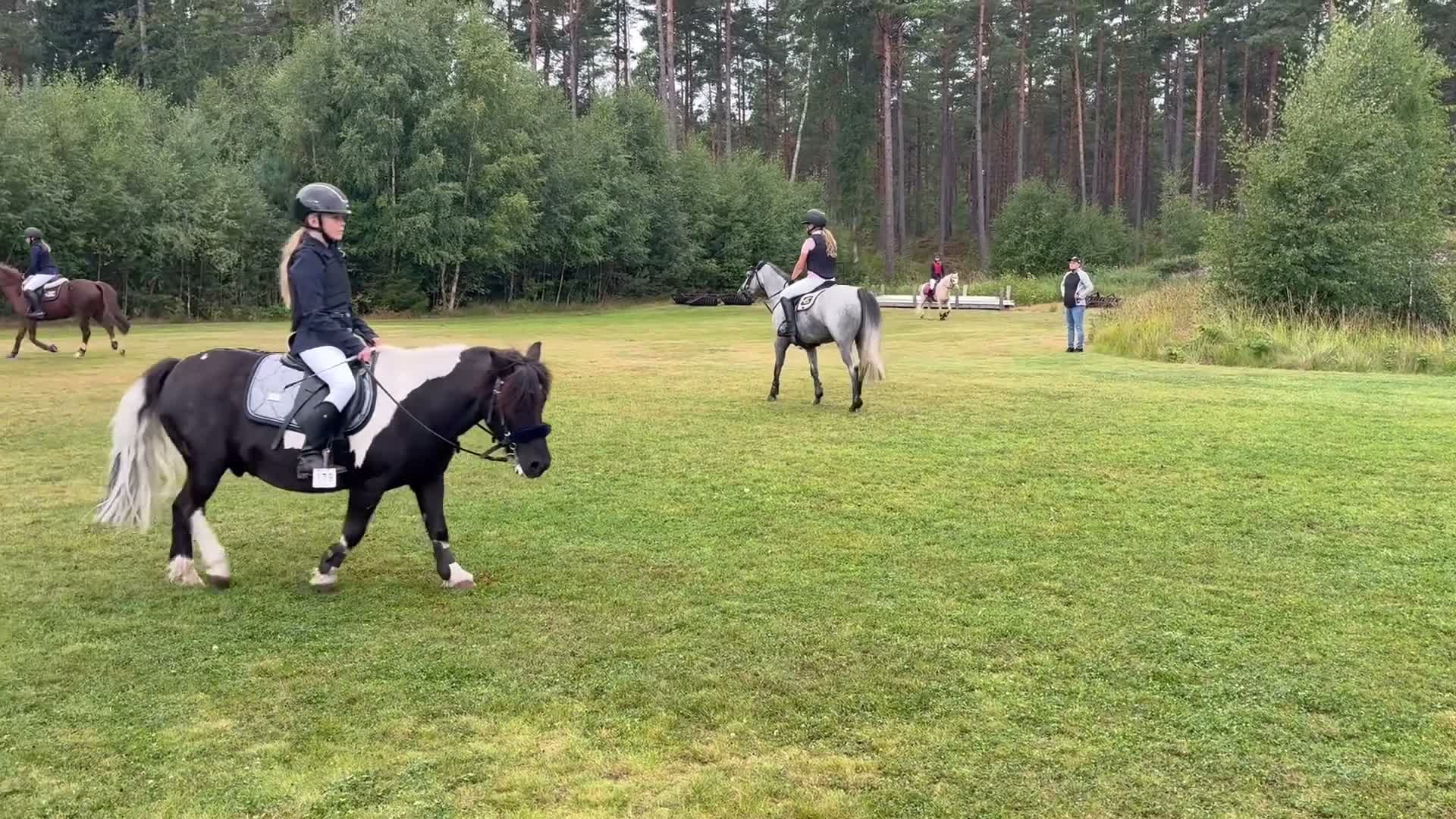 Hoppning hästar till salu: Superfin maxad B-ponny!  - Video 1
