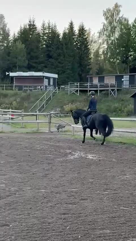 Allround hästar till salu: Charmig New forest - Video 4