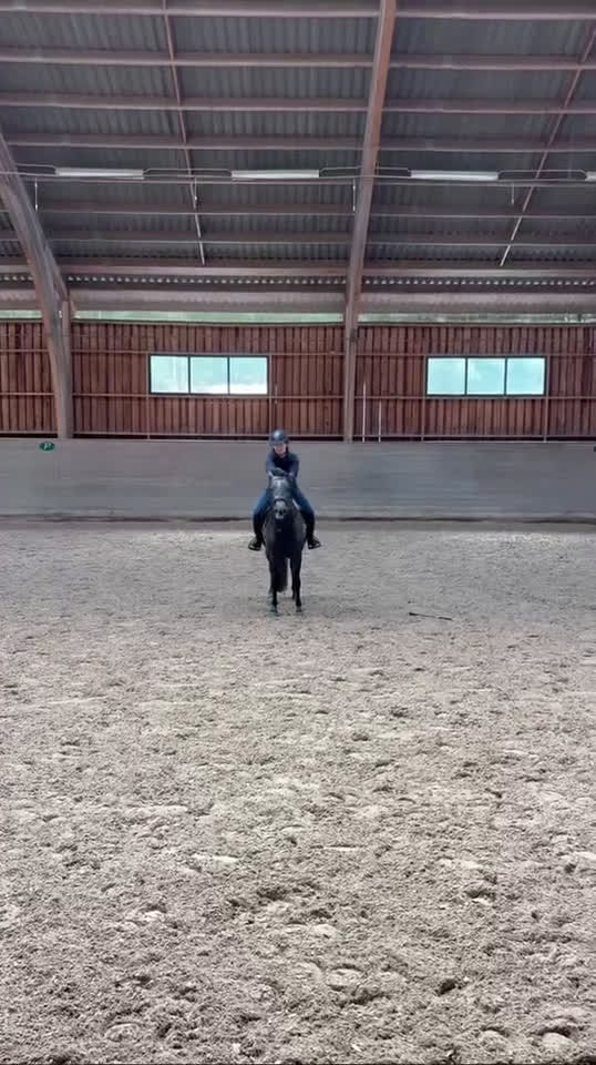 Allround hästar till salu: Vera söker sin stjärna - Video 1