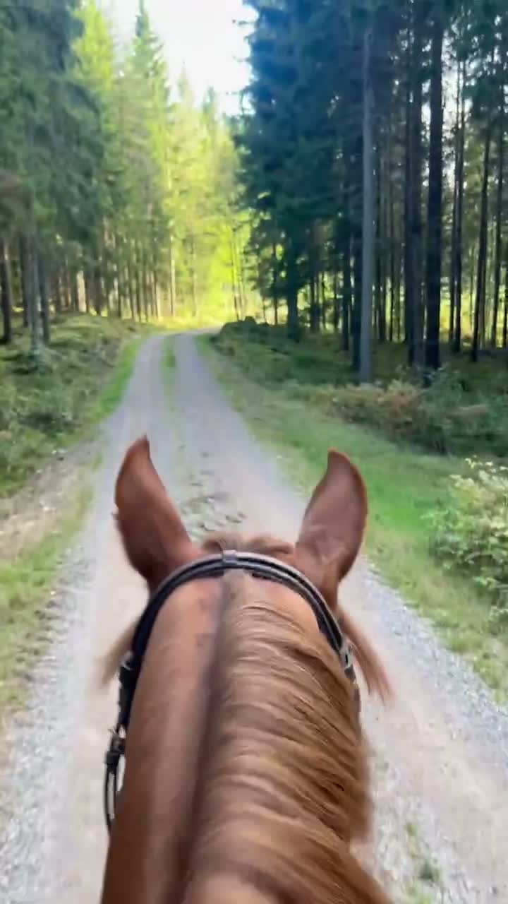 Hoppning hästar till salu: SM Ponny!!🌟 - Video 2