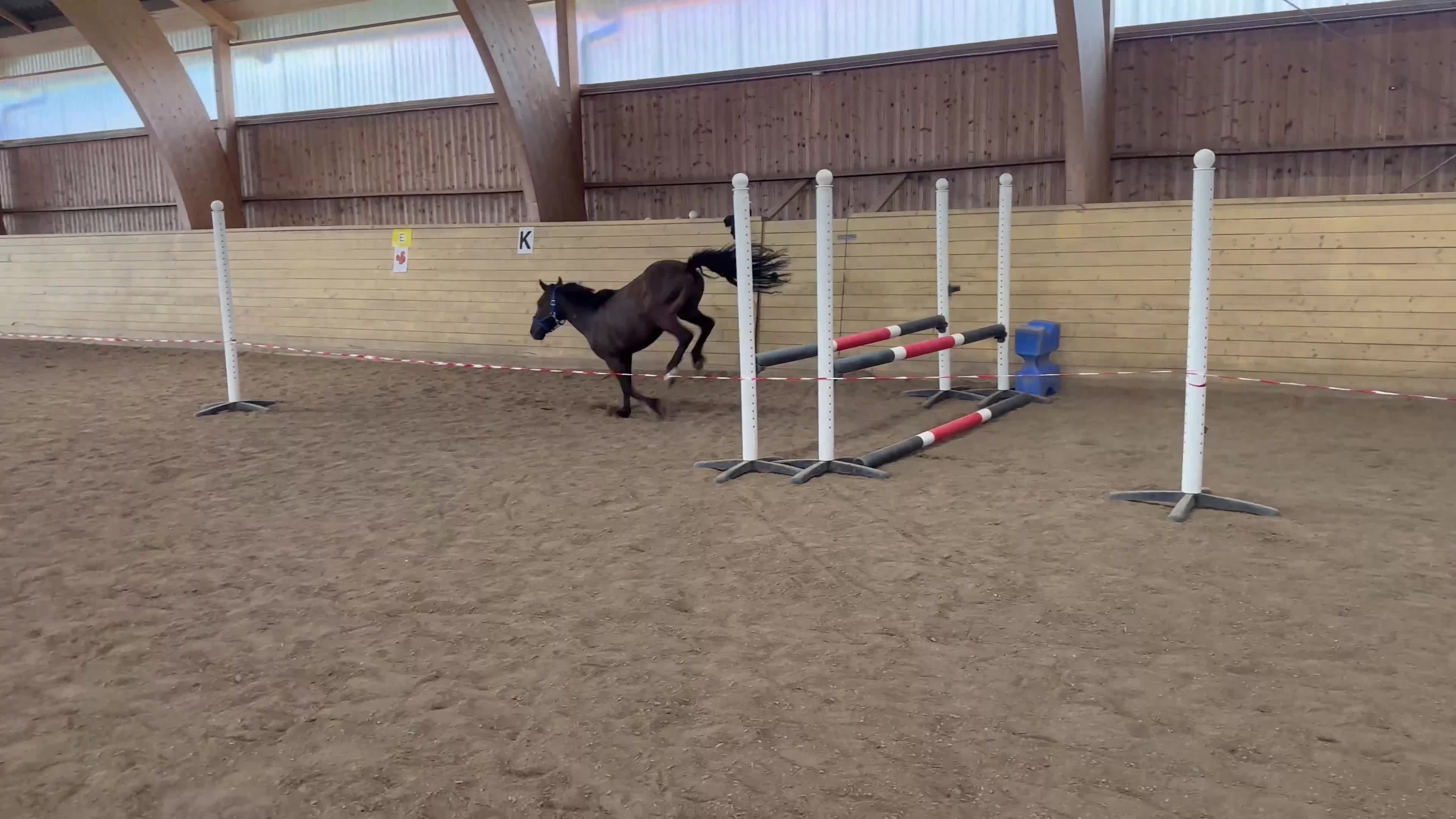 Allround hästar till salu: Pigg och glad B-ponny valack till salu  - Video 2