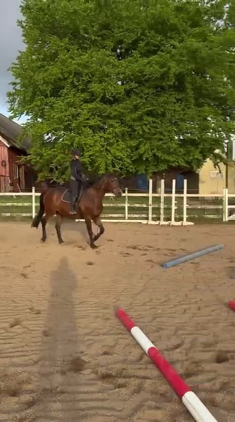 Sällskap hästar till salu: Snällt sällskapssto i Billesholm - Video 1