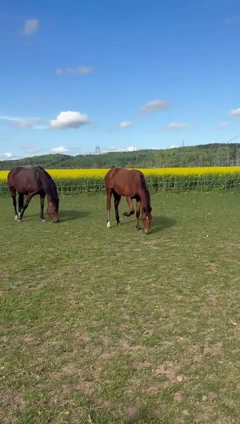 Dressyr hästar till salu: Zafferano sto - Video 1