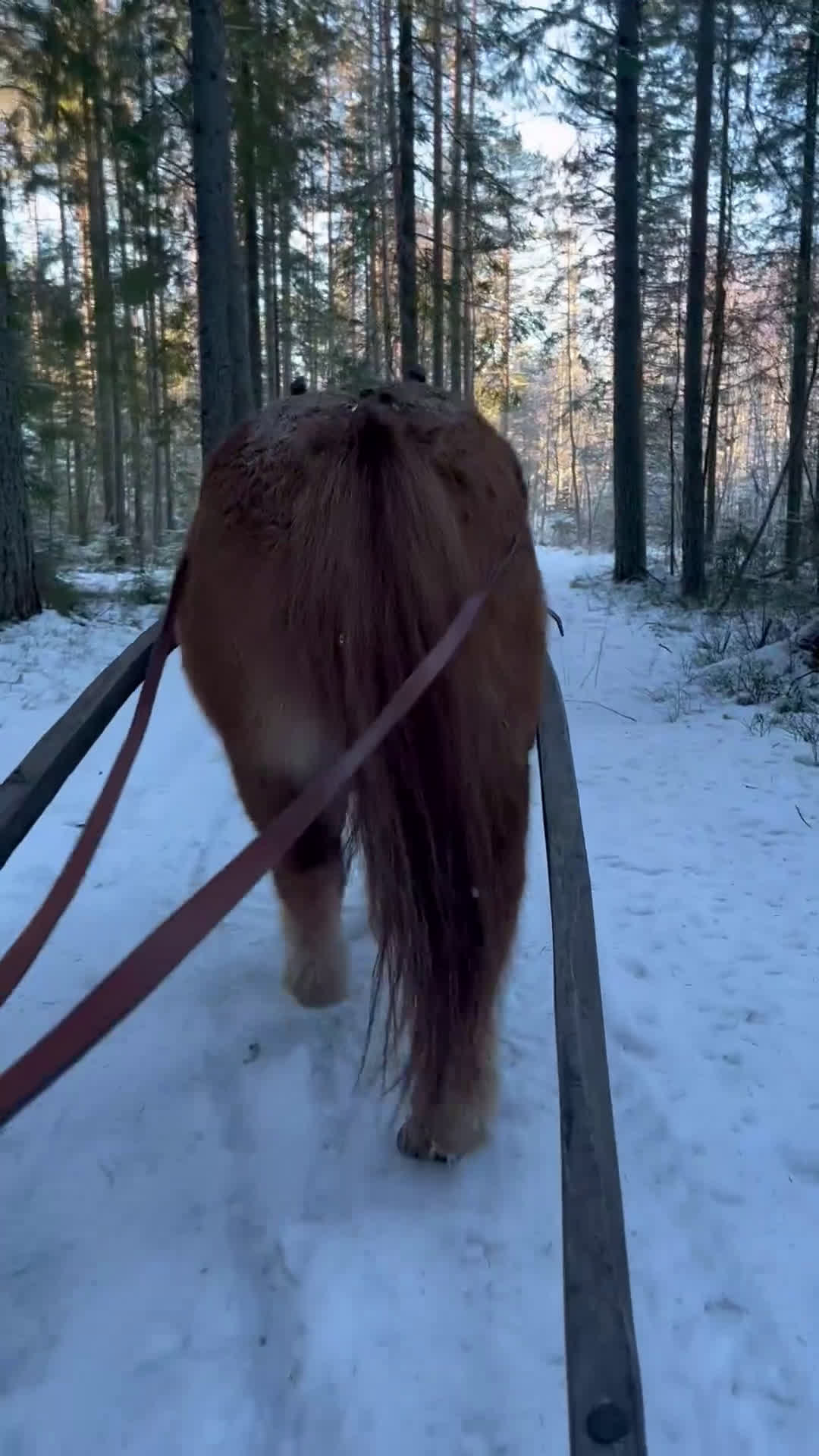 Övrigt hästar till salu: Världens mesta Isor  i Söderhamn - Video 2