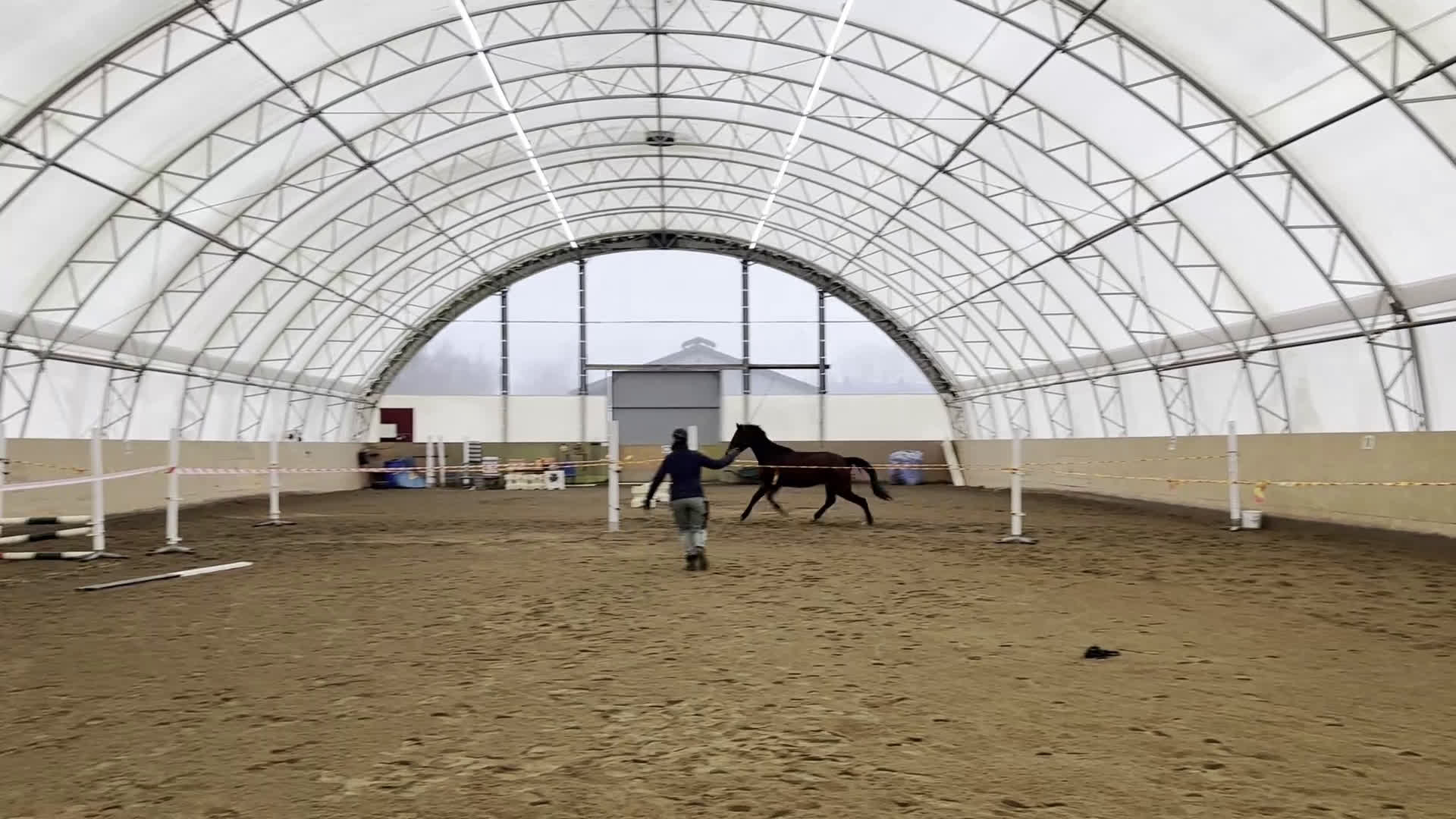 Fälttävlan hästar till salu: Litet sport sto - Video 1